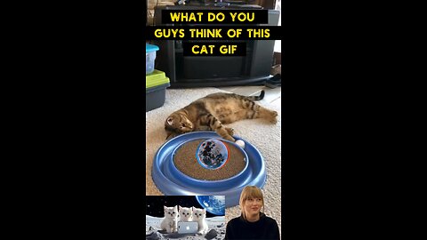 Cute Cat Gif