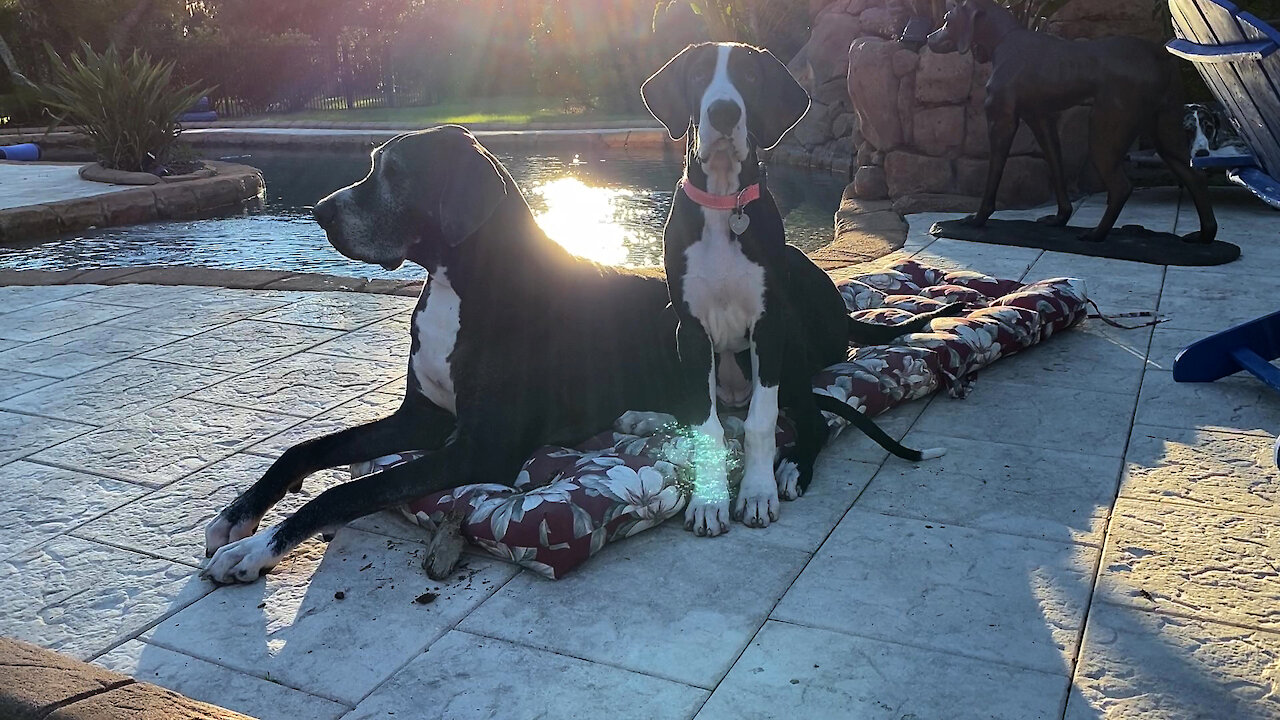 Five Great Danes Share Love Under A Rainbow During A Time Of Grief