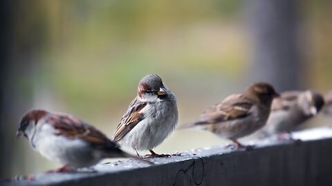 Unique birds having fun and eat grains.