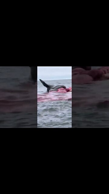 Whale Explodes GRAPHIC #shorts #whale #sea #nature