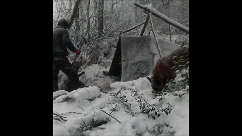 Snowstorm bushcraft camping with my dog in the wilderness