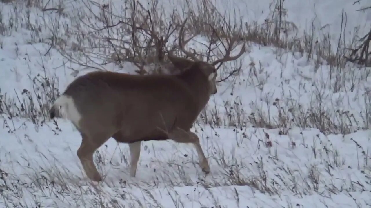 Muley bucks all around us!