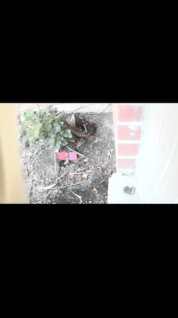 Mrs duck tucking in her eggs when she leaves the nest