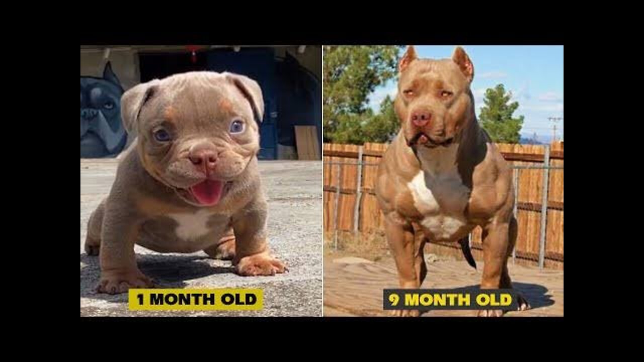 Most Viral DOGS on the internet! 🐶 Ultimate Funny Dogs Compilation! 🐶