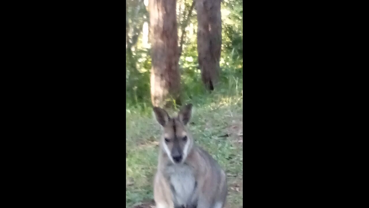 Nice Closeups in This One - Saying Hello and Goodbye to My Animal Friends.🦜🦃🦆🦘🦘🥰