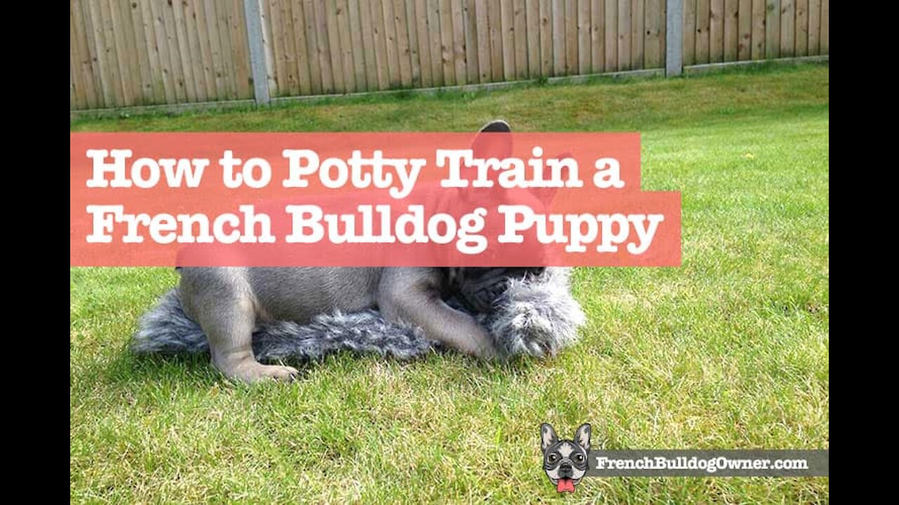 How to learn French Bulldog Puppy Potty Training:-Watch this video👇👇👇