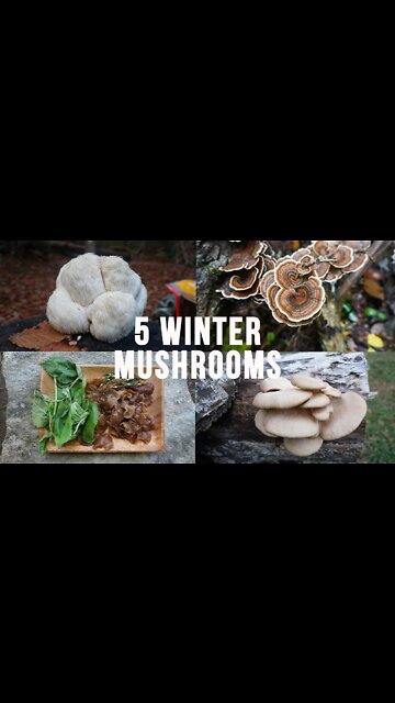 5 Mushrooms To Forage This Winter!