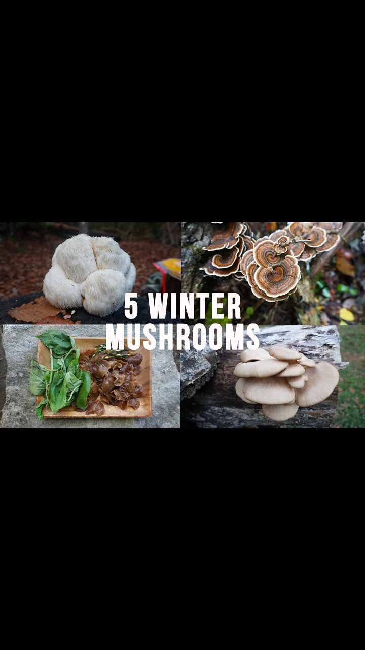 5 Mushrooms To Forage This Winter!