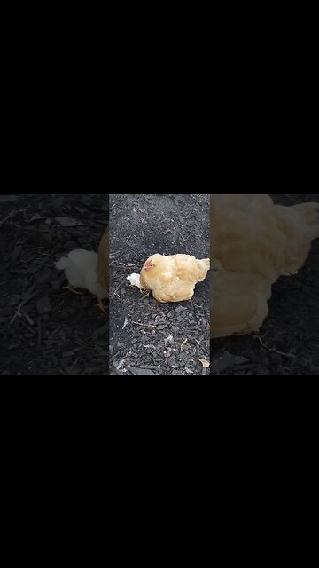 Baby Chicks And Momma #homesteading #chickens #babychicks #babychickens