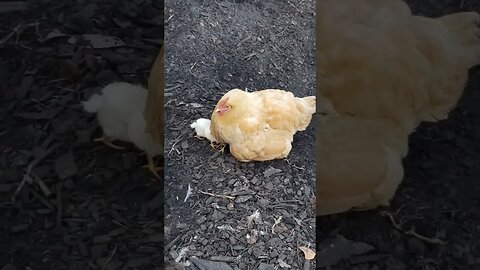 Baby Chicks And Momma #homesteading #chickens #babychicks #babychickens