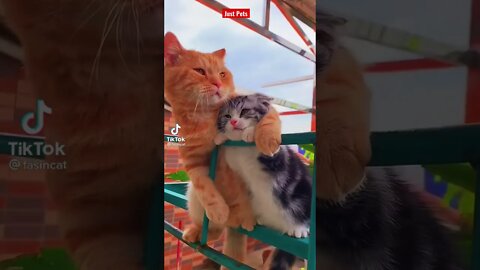 Cat Love Story - This will make your day #shorts