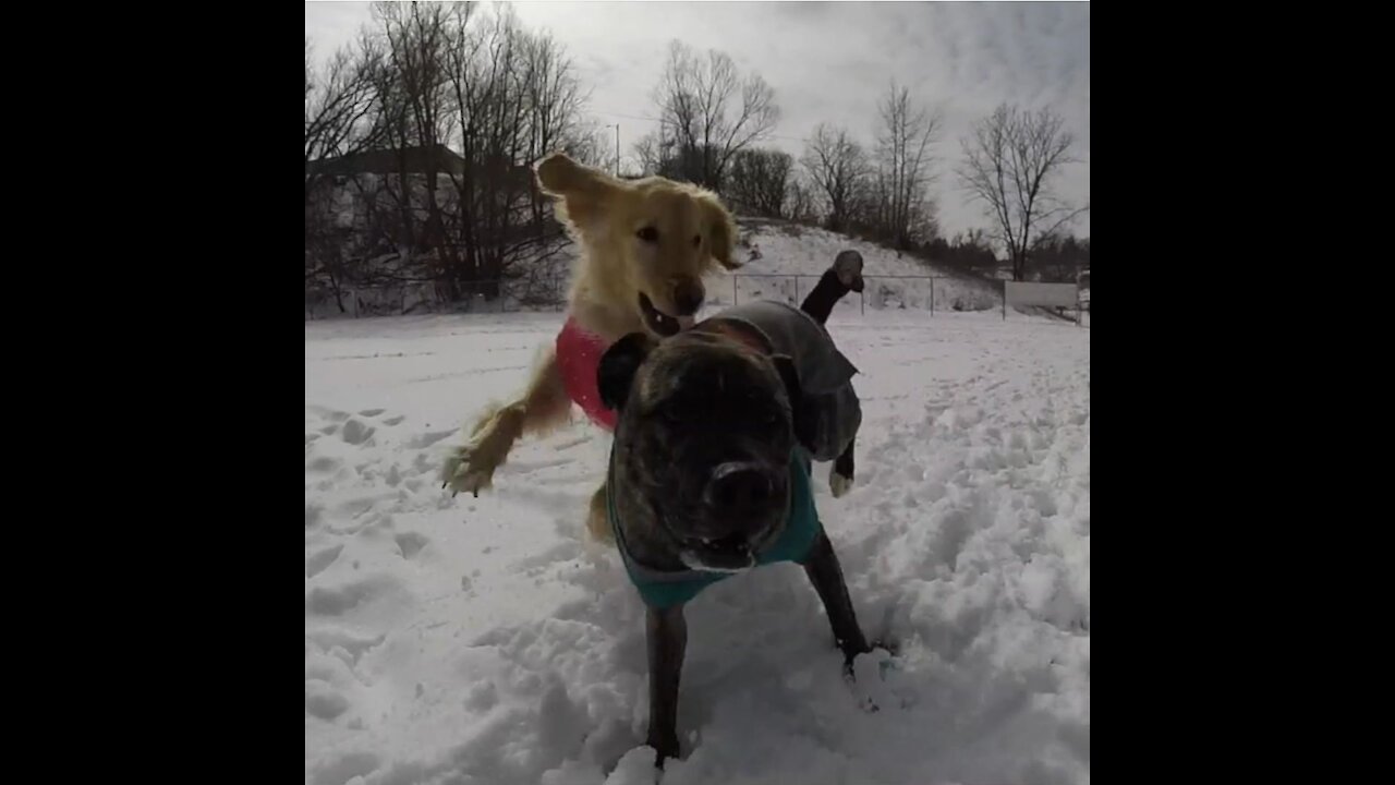 Best Dog Friends Go On Epic Adventure Together!