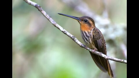 canto beija flor rajado