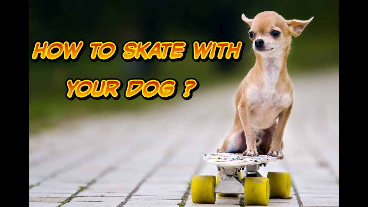 How to Skate With your Dog, Watch This BEFORE Skating With Your Doggo