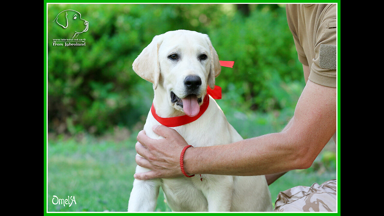 Cute funny labrador puppy playing in the park