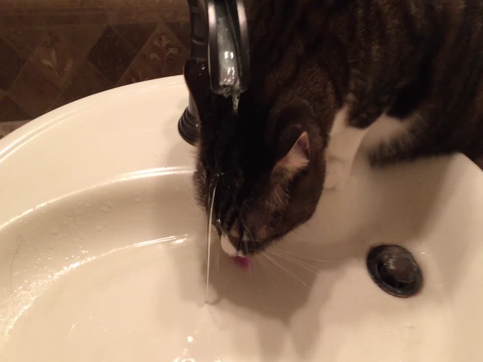 Cat Gets A Little Too Close to His Drink