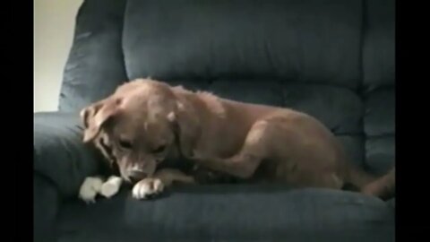 Doggo AI Leg Glitch - Oblivion NPC