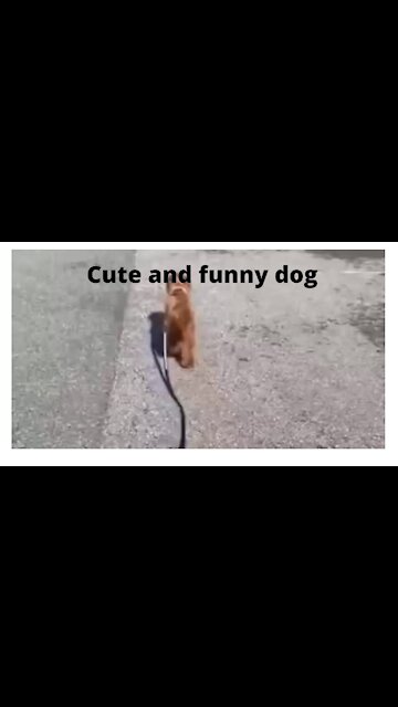 cute and funny dog