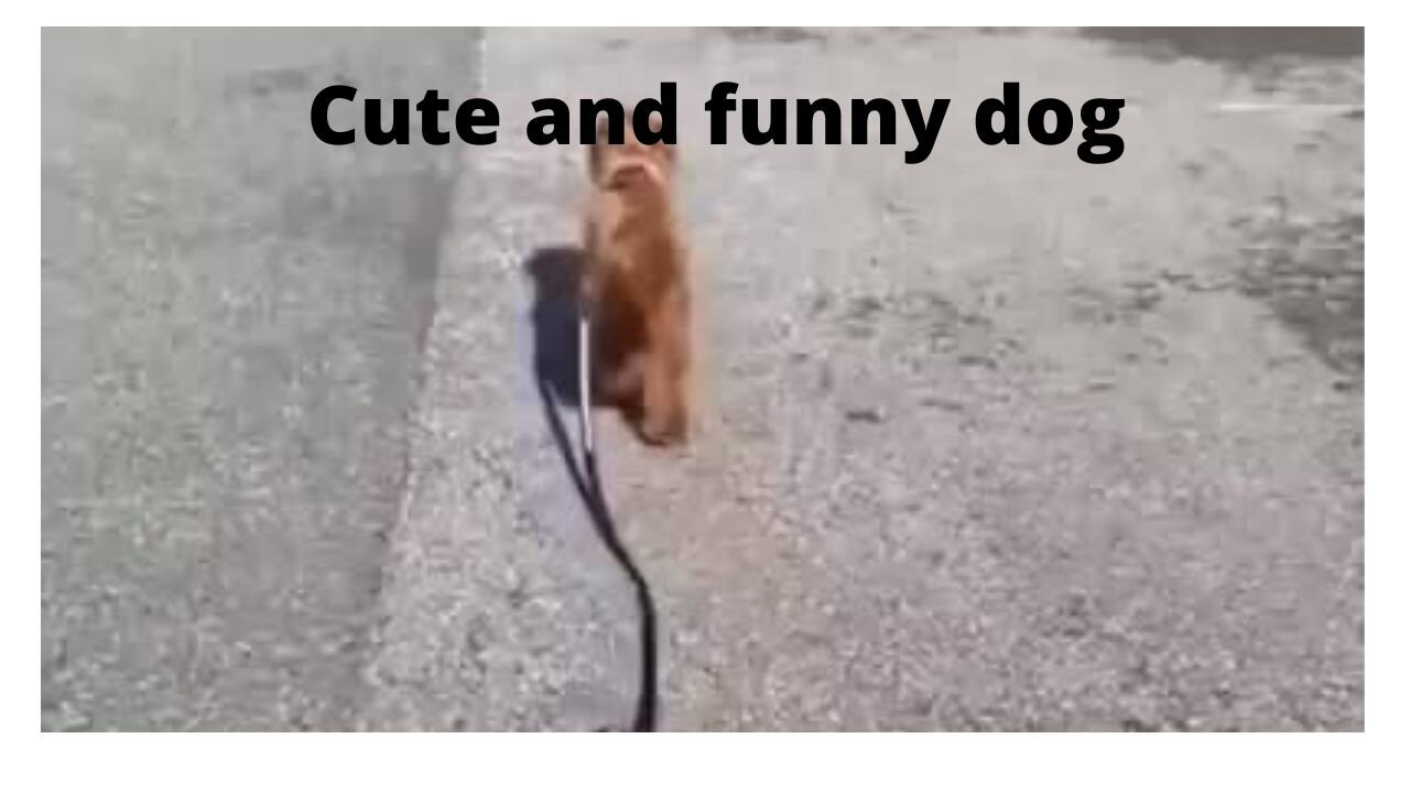 cute and funny dog