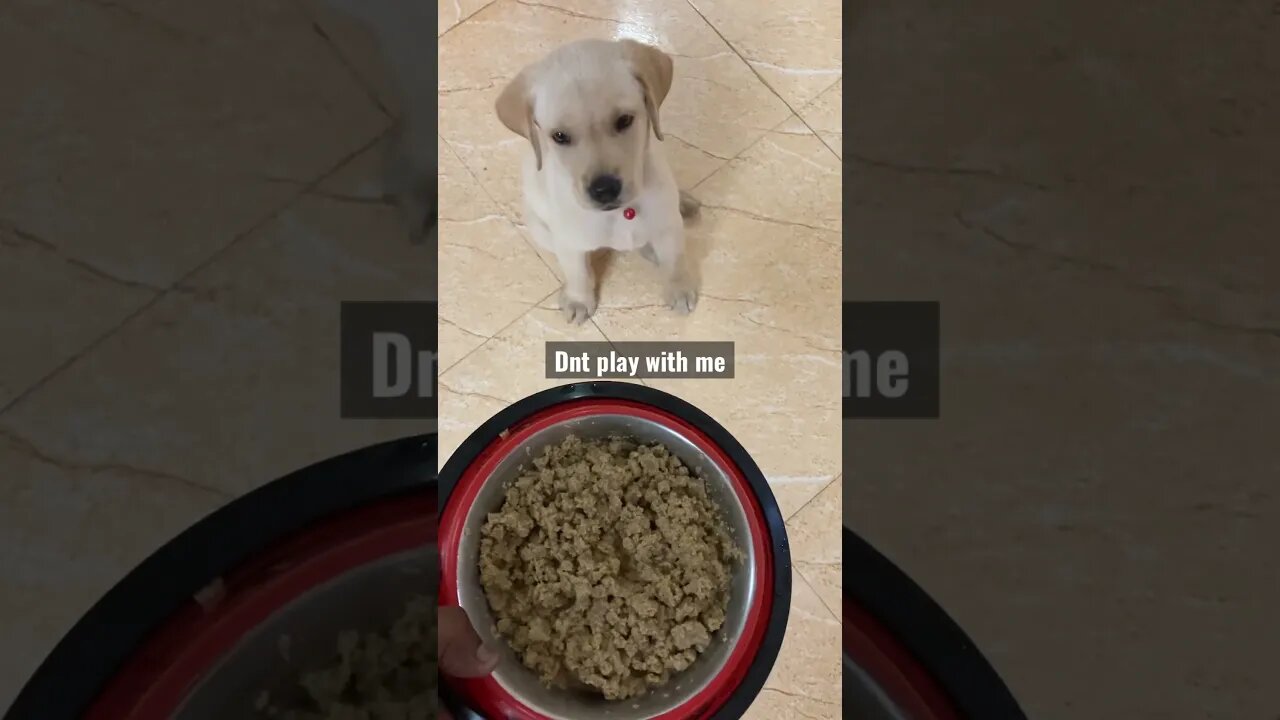 Give me food 😤🐶 #labrador #labradorretriever #labradorpuppy