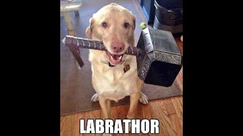 Thor has been quiet lately👁👄👁