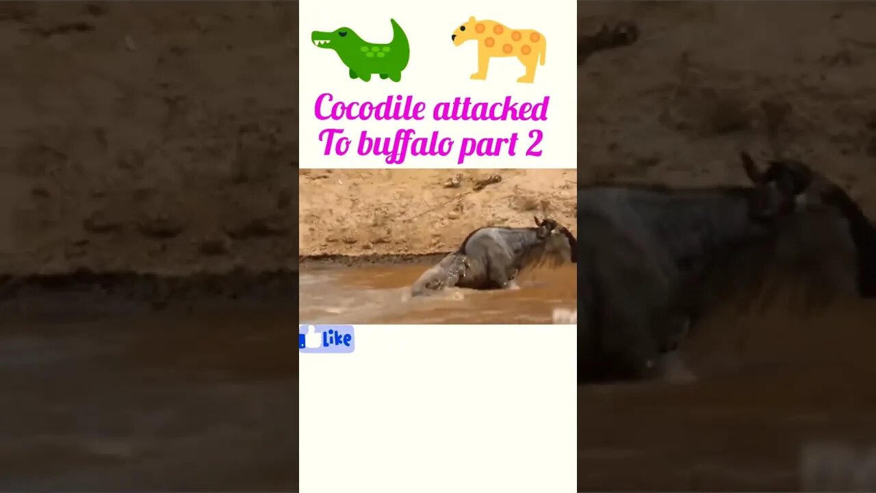 Cocodile attacked to buffalo 🐃 part 2