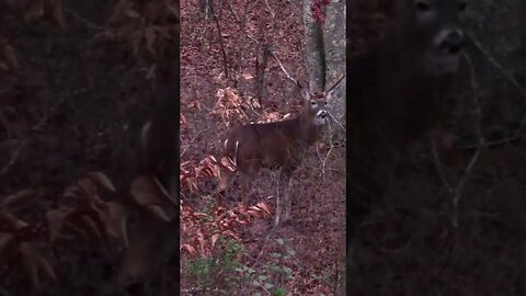 This Buck Had NO CHANCE #shortvideo #deer #shorts