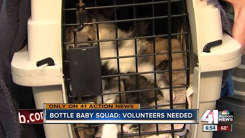 'Bottle Baby Squad' needs help feeding newborn kittens