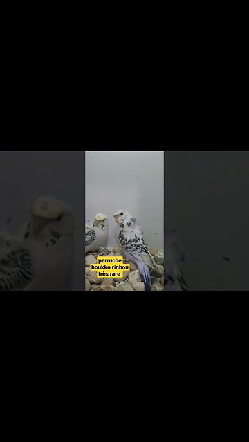 perruche houkko rinbou très rare