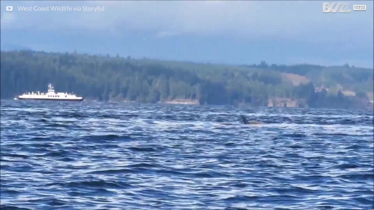 Incontro mortale tra un'orca e i leoni marini