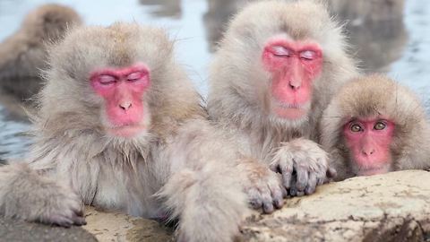 Why Monkey and Apes Have Colorful Faces