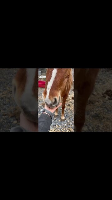 My Mustang Tries Horse Treats For The First Time