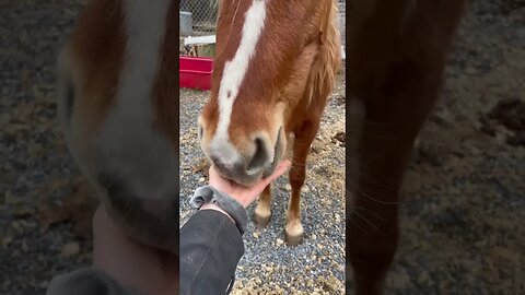 My Mustang Tries Horse Treats For The First Time