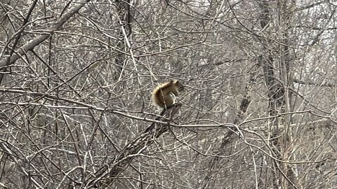 Red-Tailed squirrel