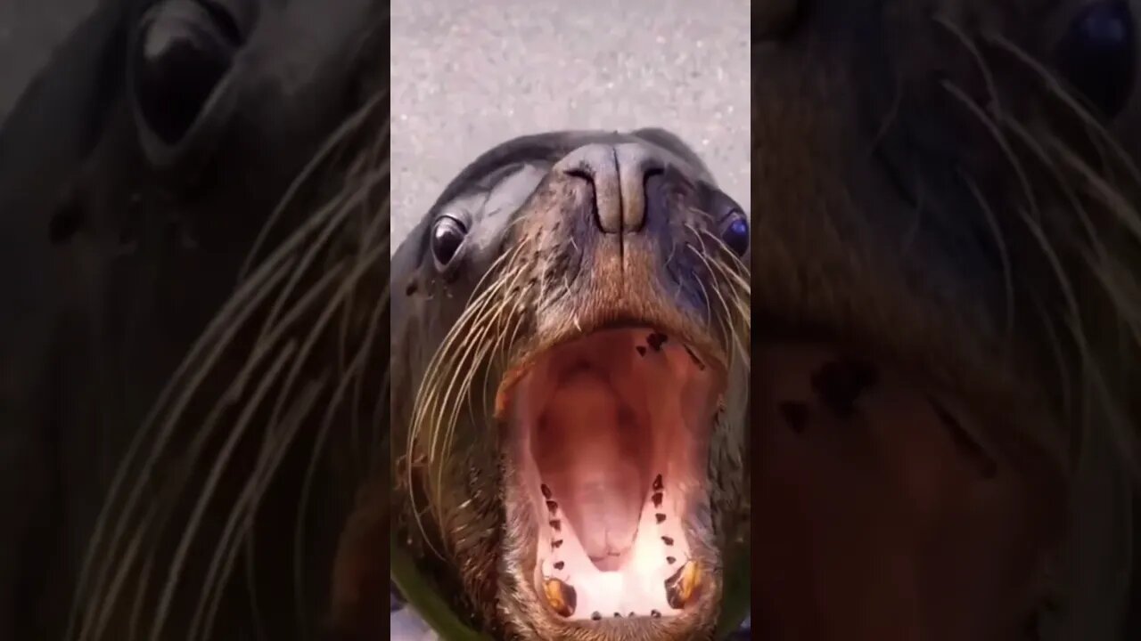 Omg when he smiles 😀 ( please get this viral ) #shorts #viral #subscribe #funny #youtubeshorts