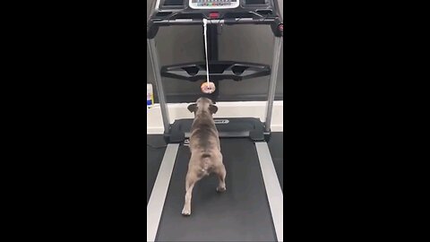 Funny Cats and Dogs being funny and silly. Funny Pets!