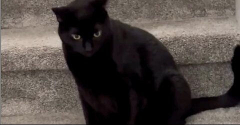 Adopting a Cat from a Shelter Vlog - Cute Precious Piper Checks the Stair Height #shorts