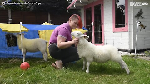 Família vive com ovelhas como se fossem cães de estimação