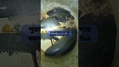 পুরাতন ২টা মাছ সহ পাঁচটা কৈ মাছ ধরলাম....I caught fish