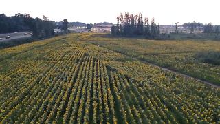 Maria's Field of Hope Drone Video