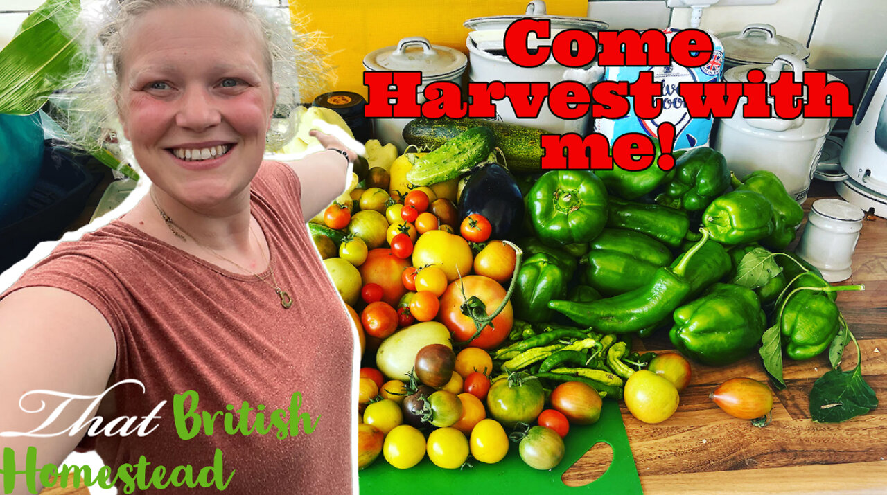 Harvesting ORGANIC veggies: allotment gardening