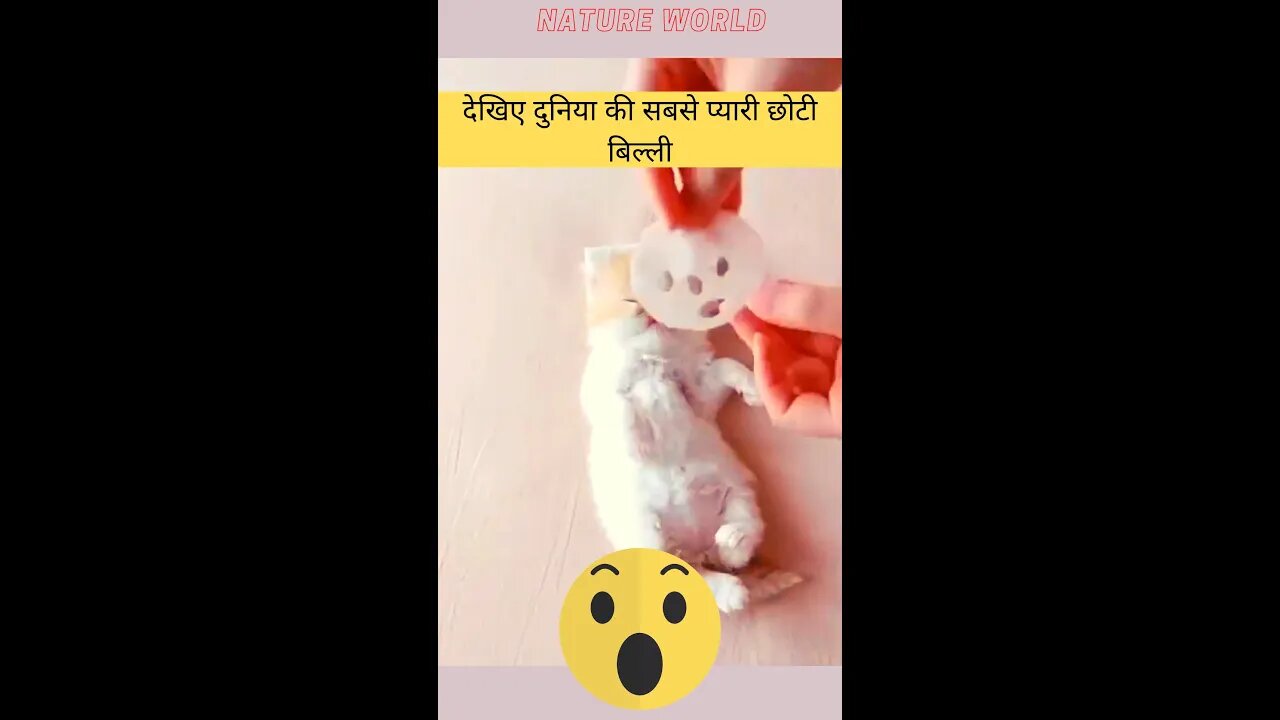 देखिए दुनिया की सबसे प्यारी छोटी बिल्ली😱See the world's cutest little cat