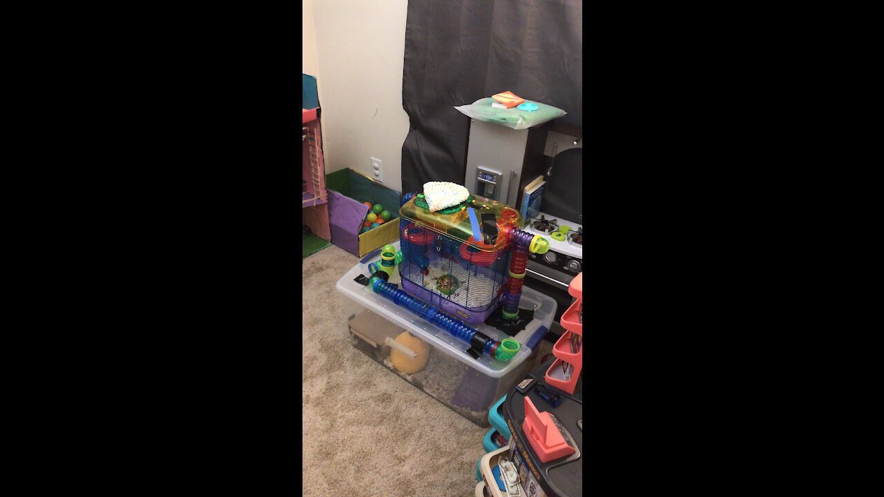 DIY hamster home & maze