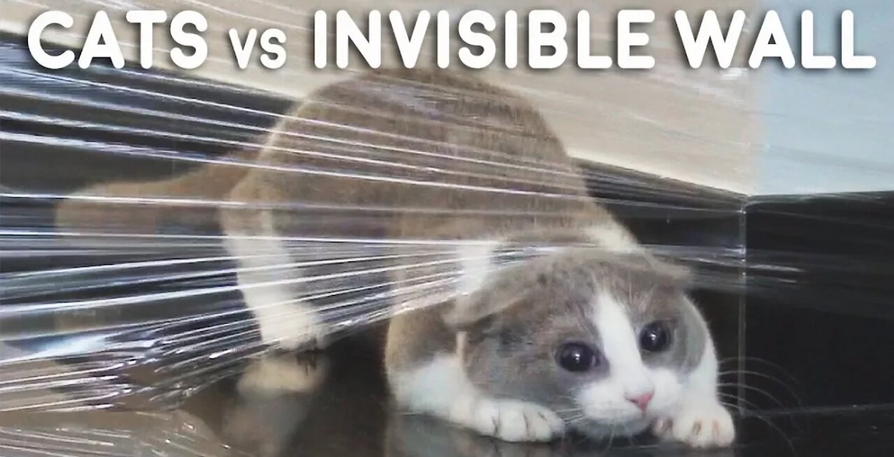 Cats vs Invisible Wall Compilation