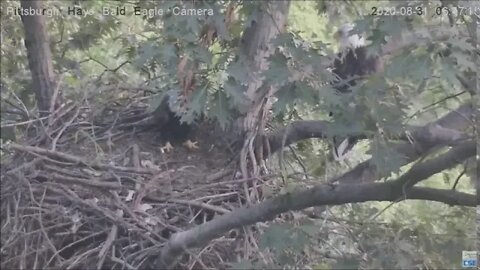Hays Eagles Mom investigates Squirrel and the squirrel comes back 644 AM