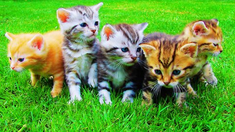 Cute CATS funny video compilation