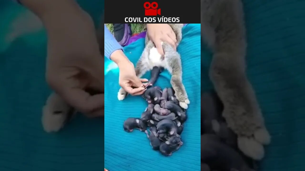 veja como nascem os coelhinhos 😮😮😮