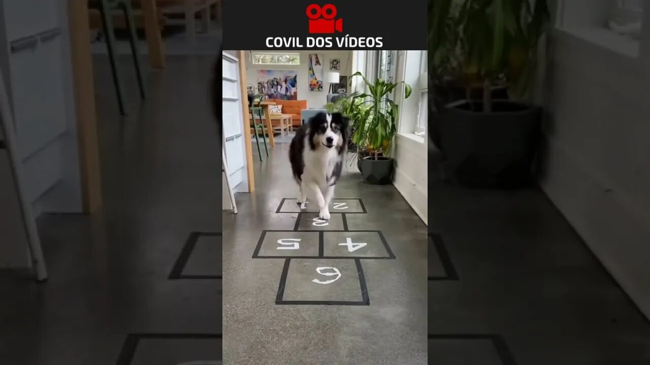 cachorro pulando amarelinha 😮😮😮