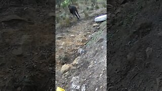 The secret life of horses