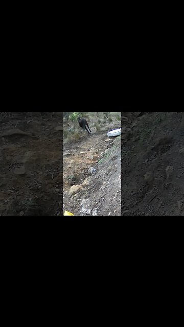 The secret life of horses